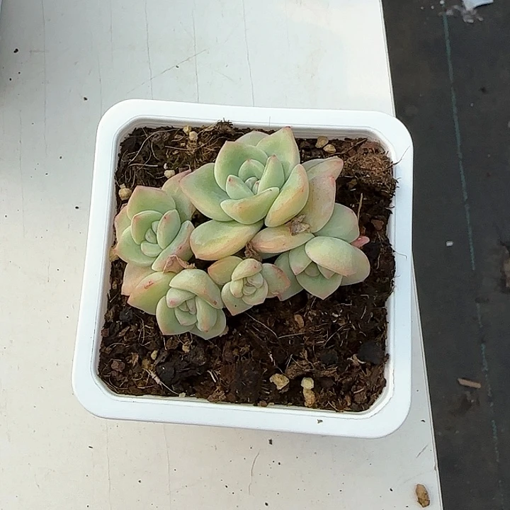 逗*青蛙王子儿童牙膏111