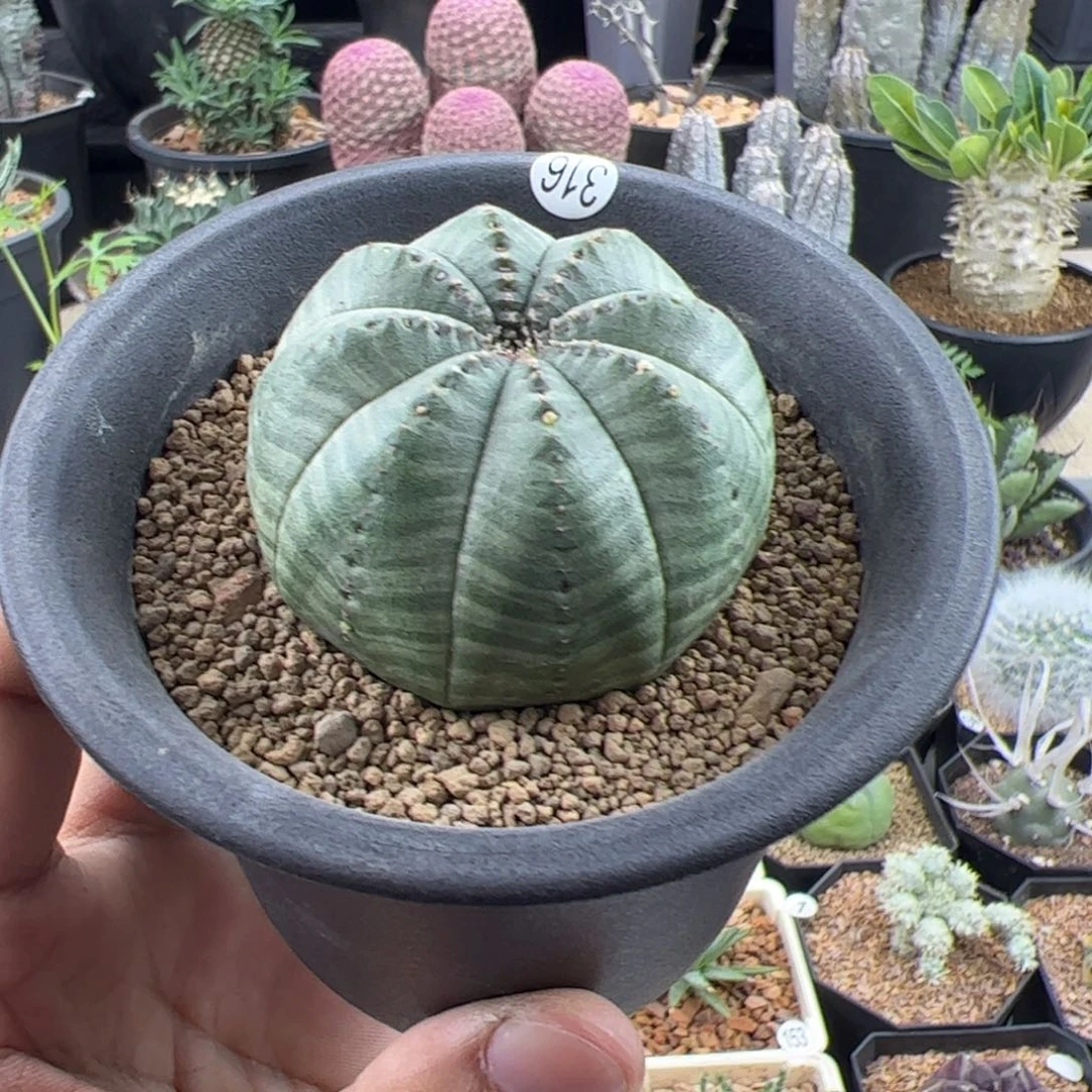 欧布实生5.2一物一拍带盆发