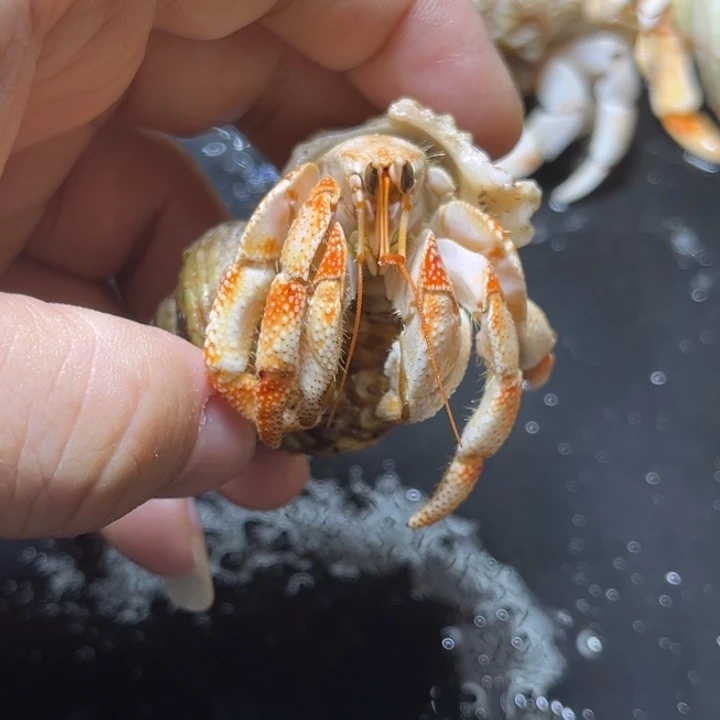 闪1号毛球2.1口径