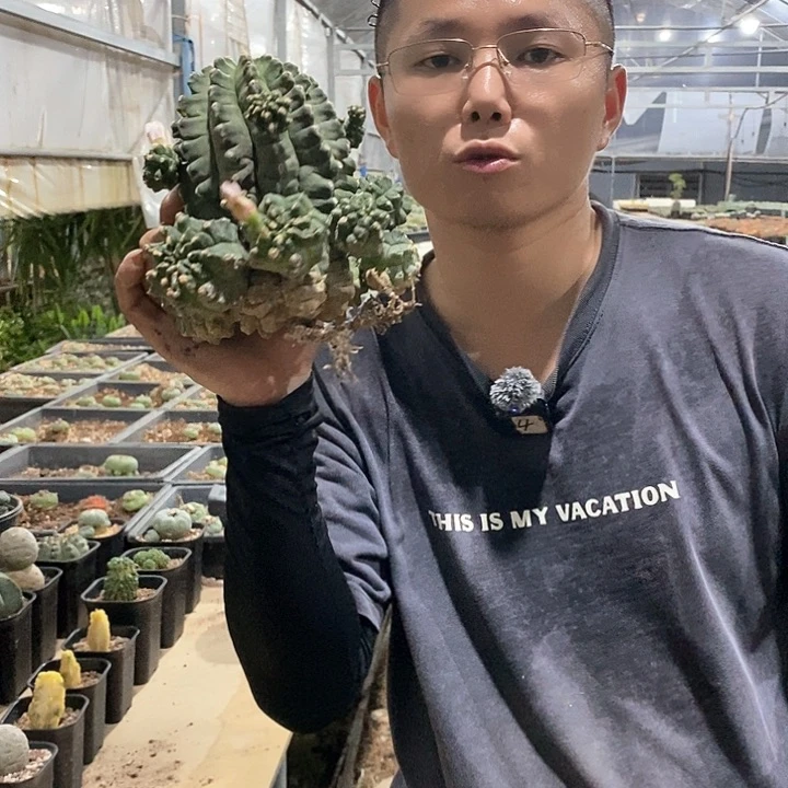 一物一拍。翠晃丸。