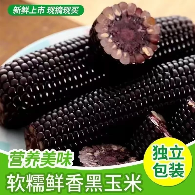 【整箱10根】25年头茬东北小黑糯玉米软糯香甜净重4-4.5斤（试吃2根）
