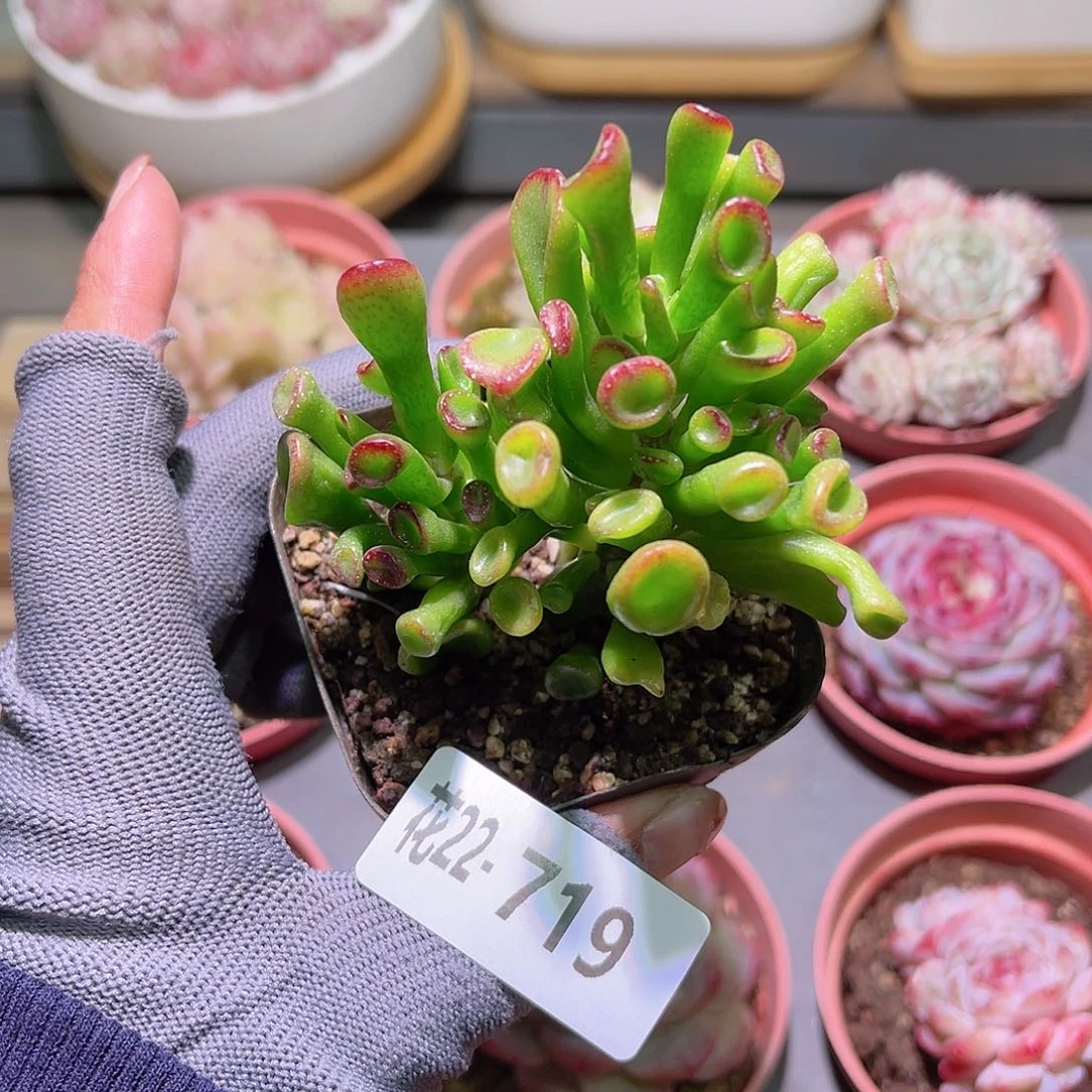 花22-719吸财树一颗