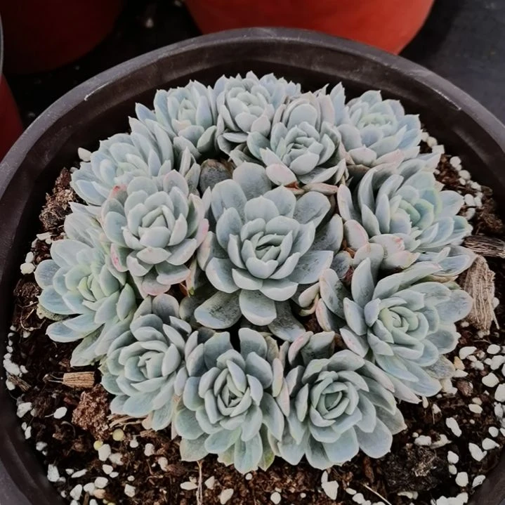 奶油贝瑞白覆轮锦