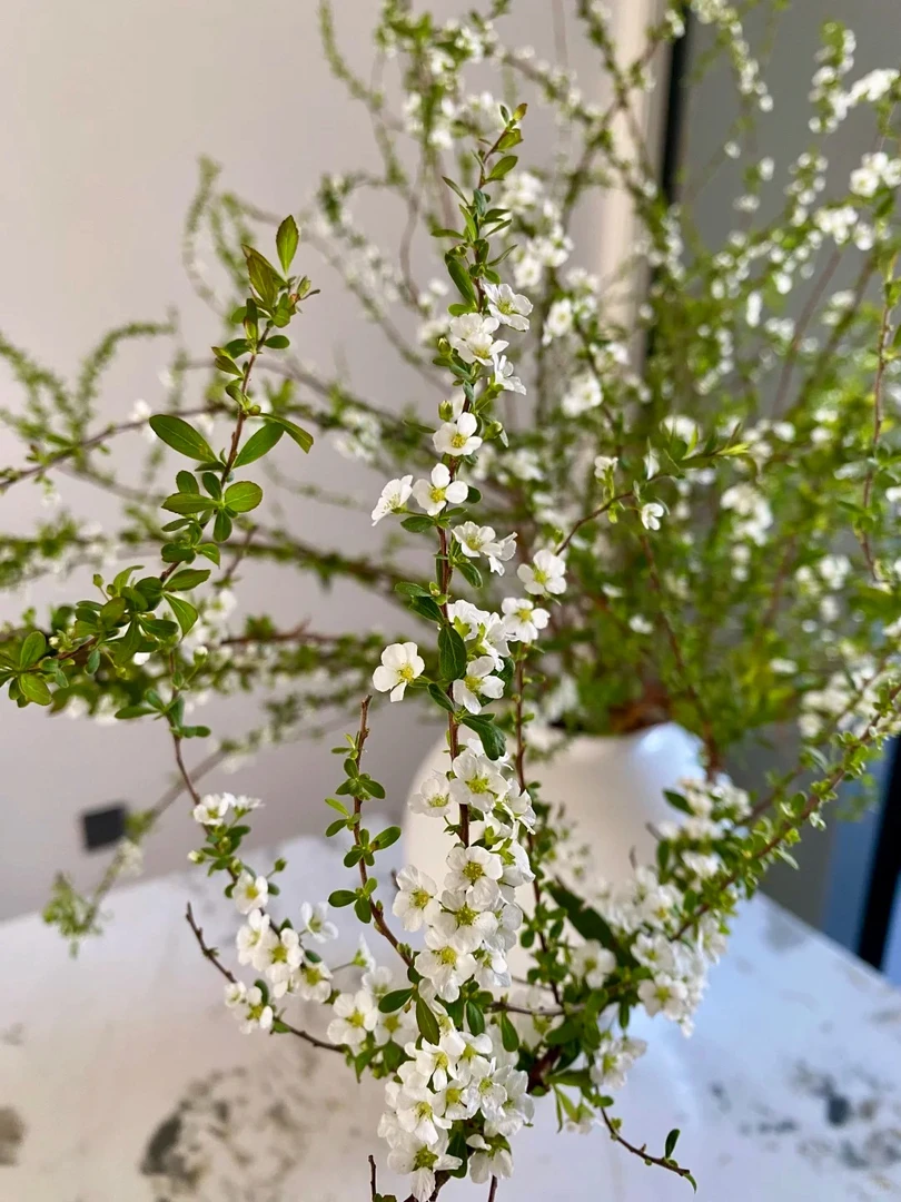 【雪柳花】鲜切花一单普快两单顺丰冷链送货上门云南直发