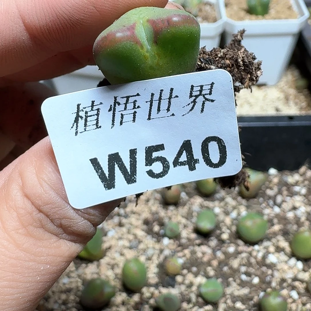 540盒多肉植物精油vv
