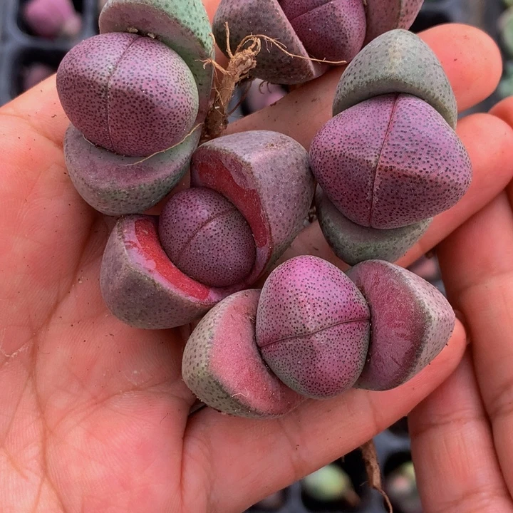 紫元宝 大  两颗  包邮  多肉