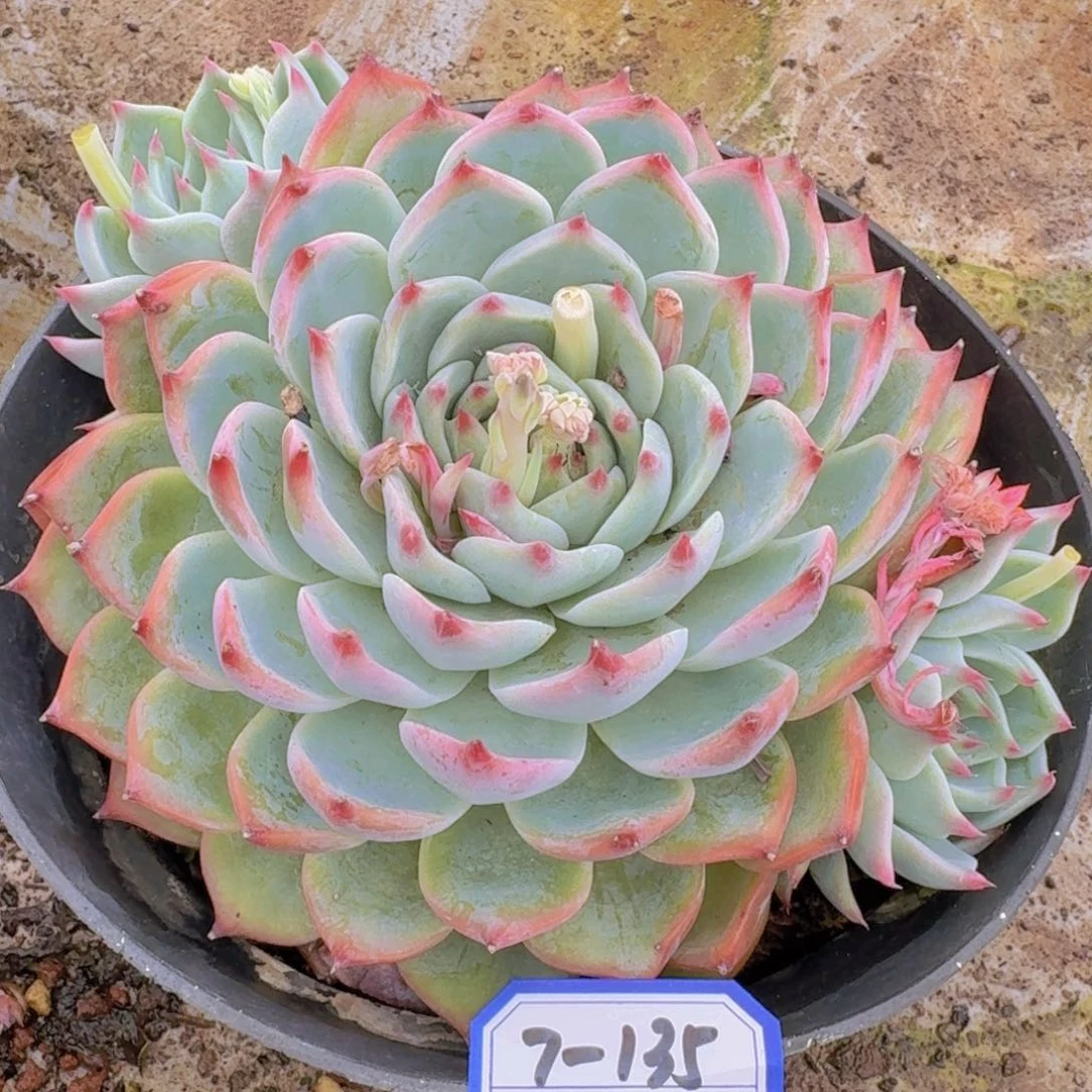 7-135吉娃娃凡艺多肉