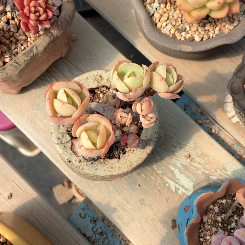 【闪购商品】一****∮鸡蛋碧桃58 带盆