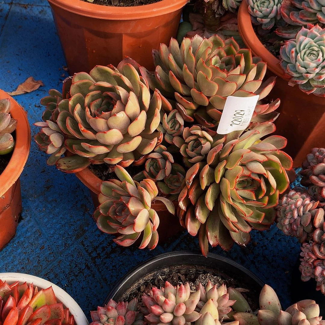 *****    冰红茶多肉22029