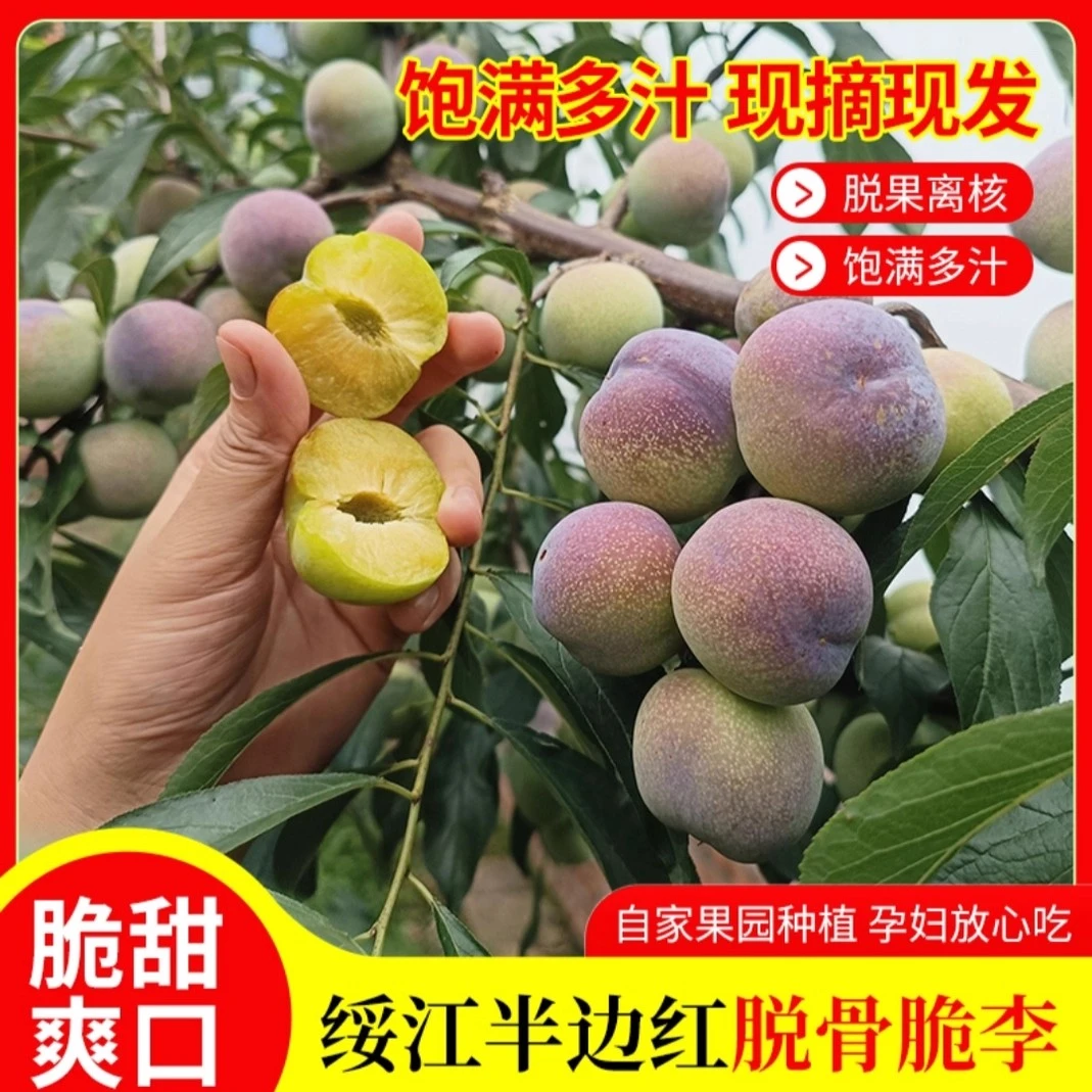 正宗四川屏山半边红李子脱骨李脆李农家自种小李子脆甜脱骨5斤
