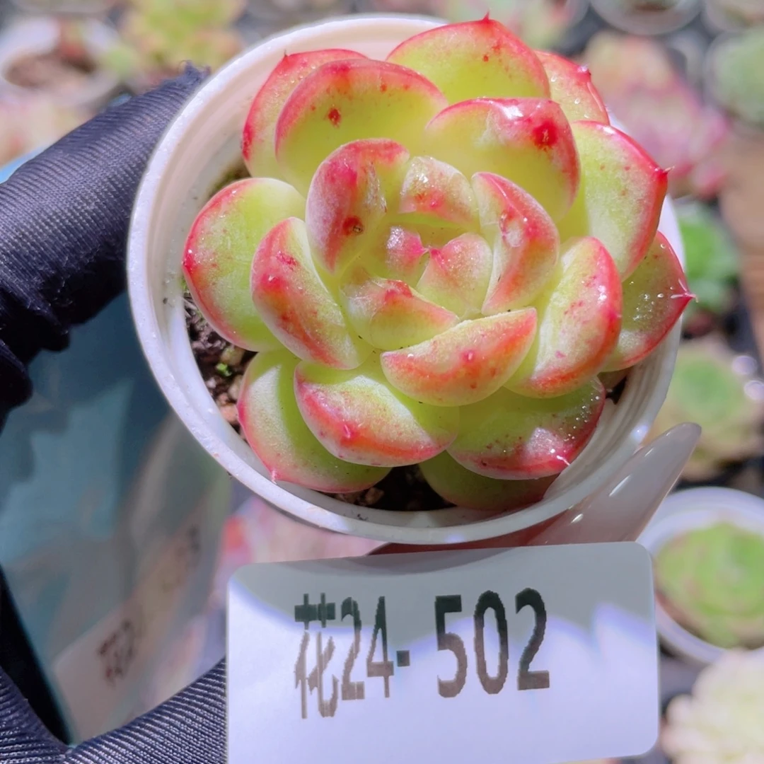 花利美24-502朝露