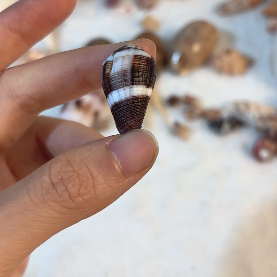 怜***怜天然海螺贝壳标本福利