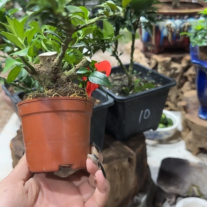 别***⁵直播间八房柑一物一拍