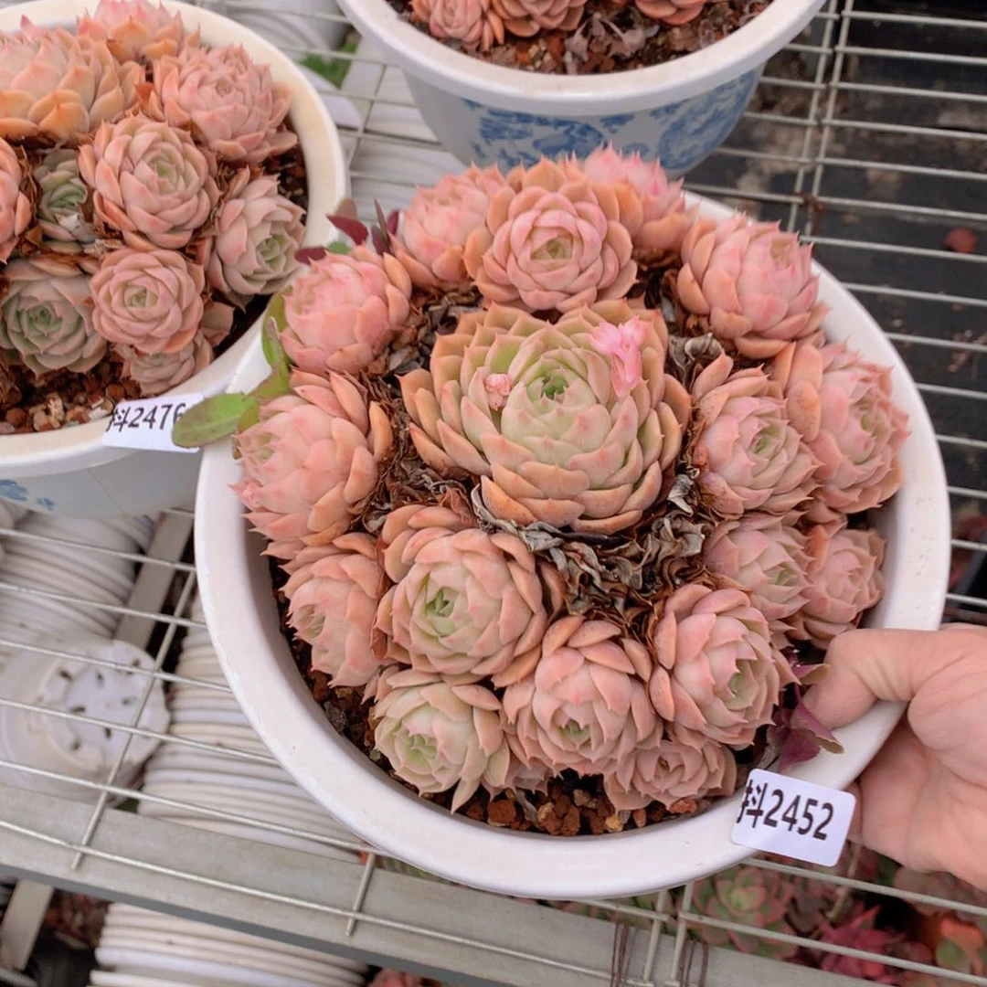 2452昂首哦……一定可以让