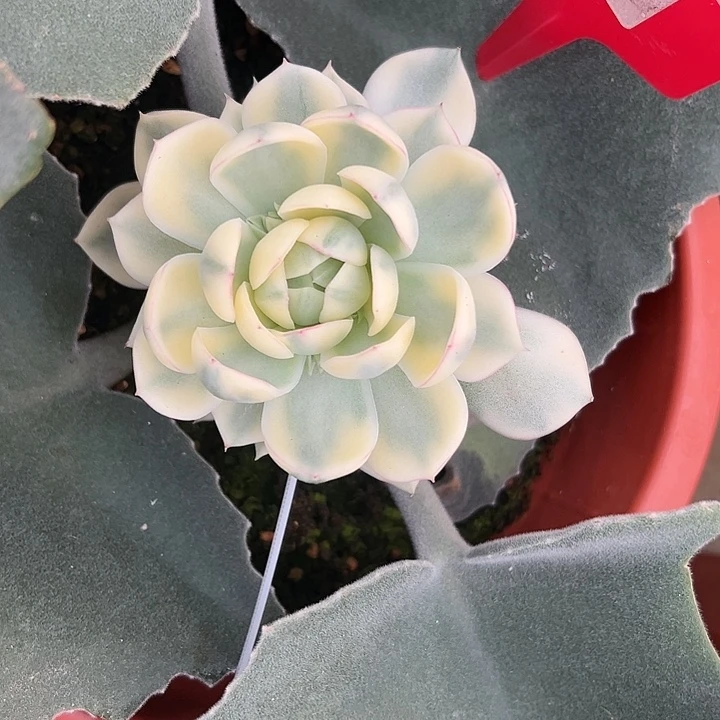 686号韩水晶锦多肉