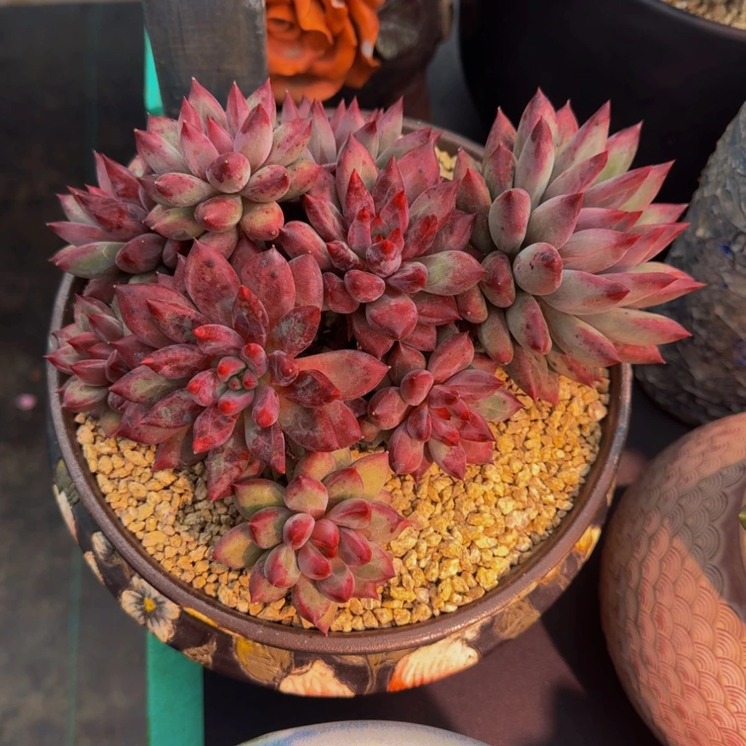 虞美人 老桩  一物一拍