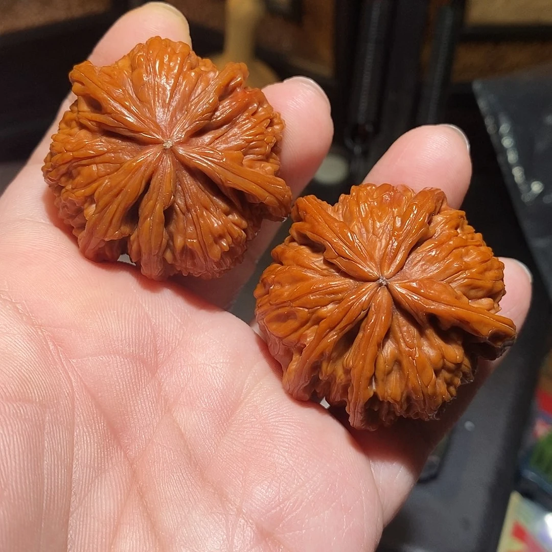 文玩核桃把件一*～45白狮子五棱