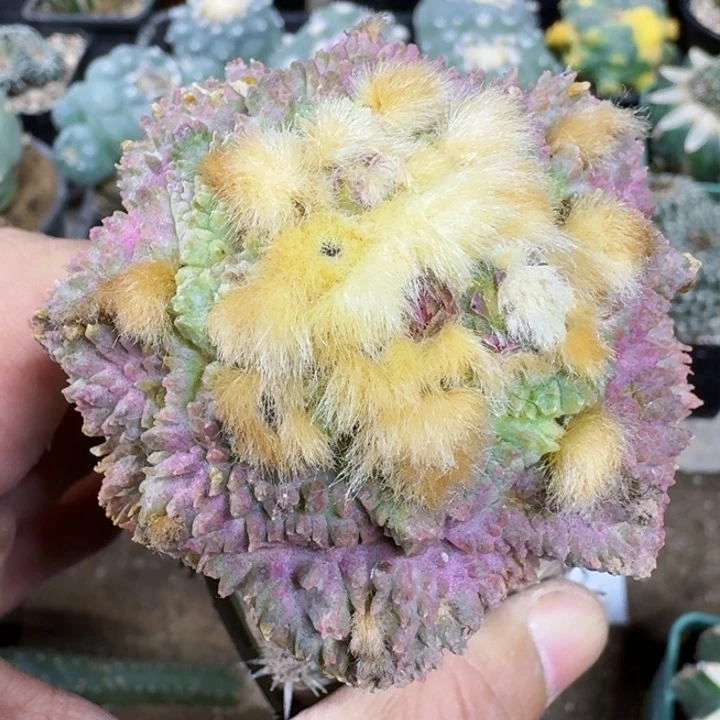 福利苗接艳肌哥斯拉0763 仙人球