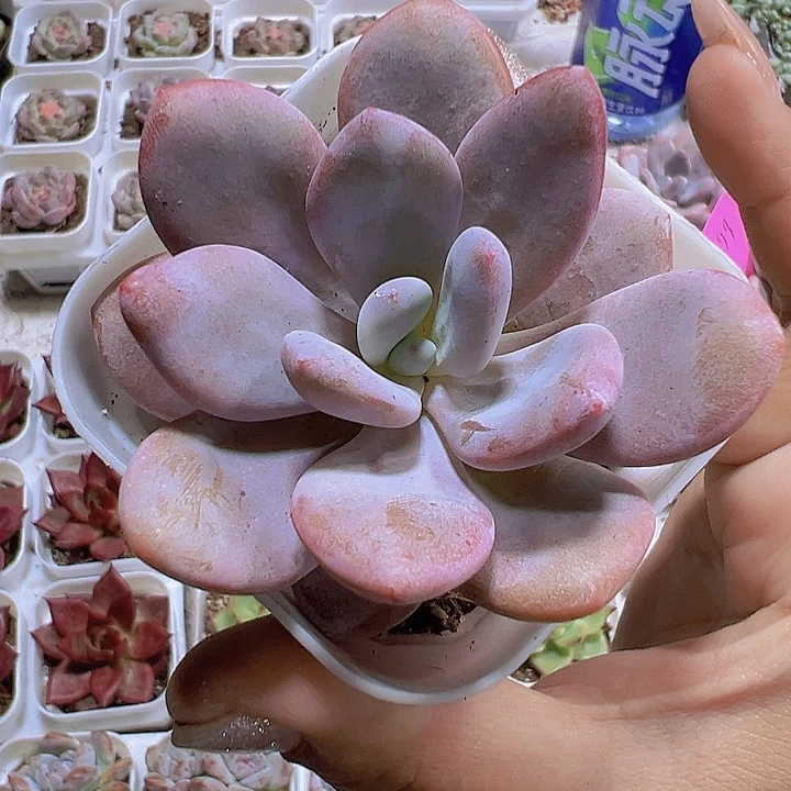 大粉兔19包邮多肉植物