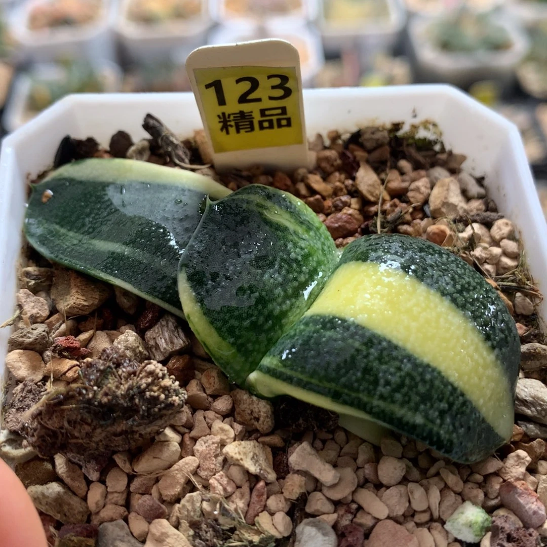 123珍珠卧牛十二卷多肉