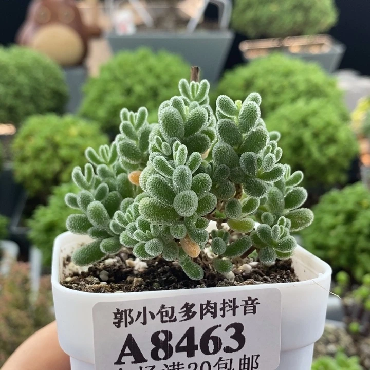 优选冰晶8463枝干番杏