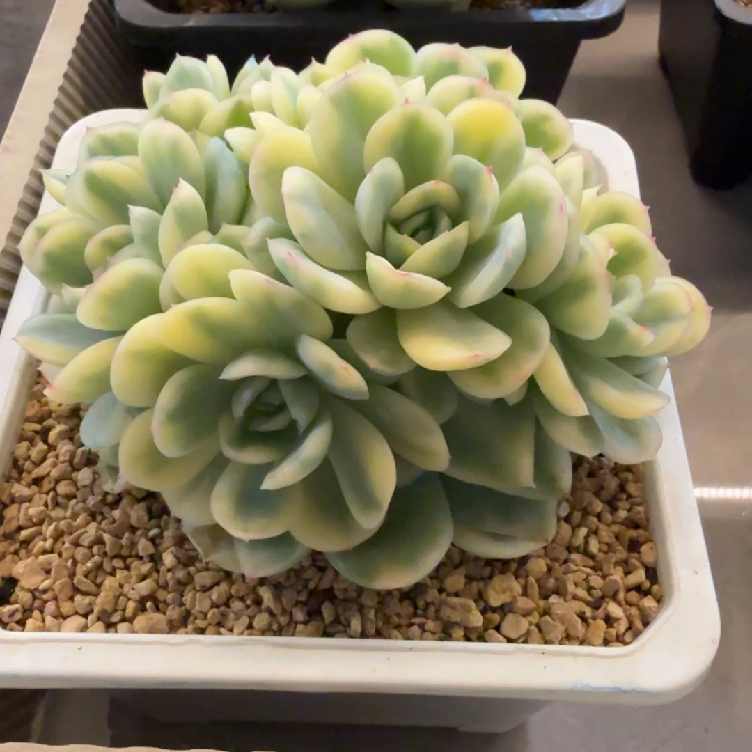 草莓冰群生 安吉园艺锦