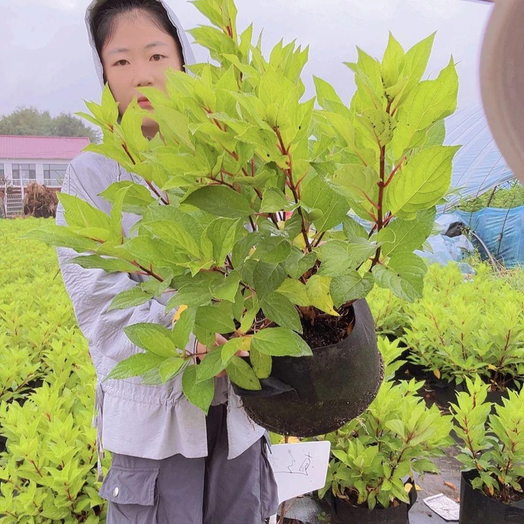 完全开放直立花冠绣球