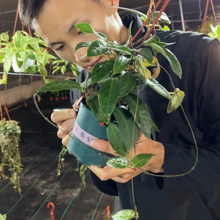 刚***客完全开放粉婉球兰大苗