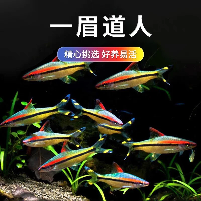 一眉道人观赏鱼（爆炸）