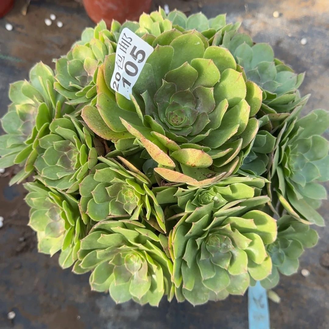 沙拉万105满20包邮断枝不包