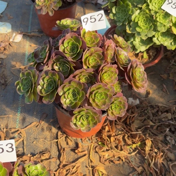 魅金玫瑰多肉植物不包损952