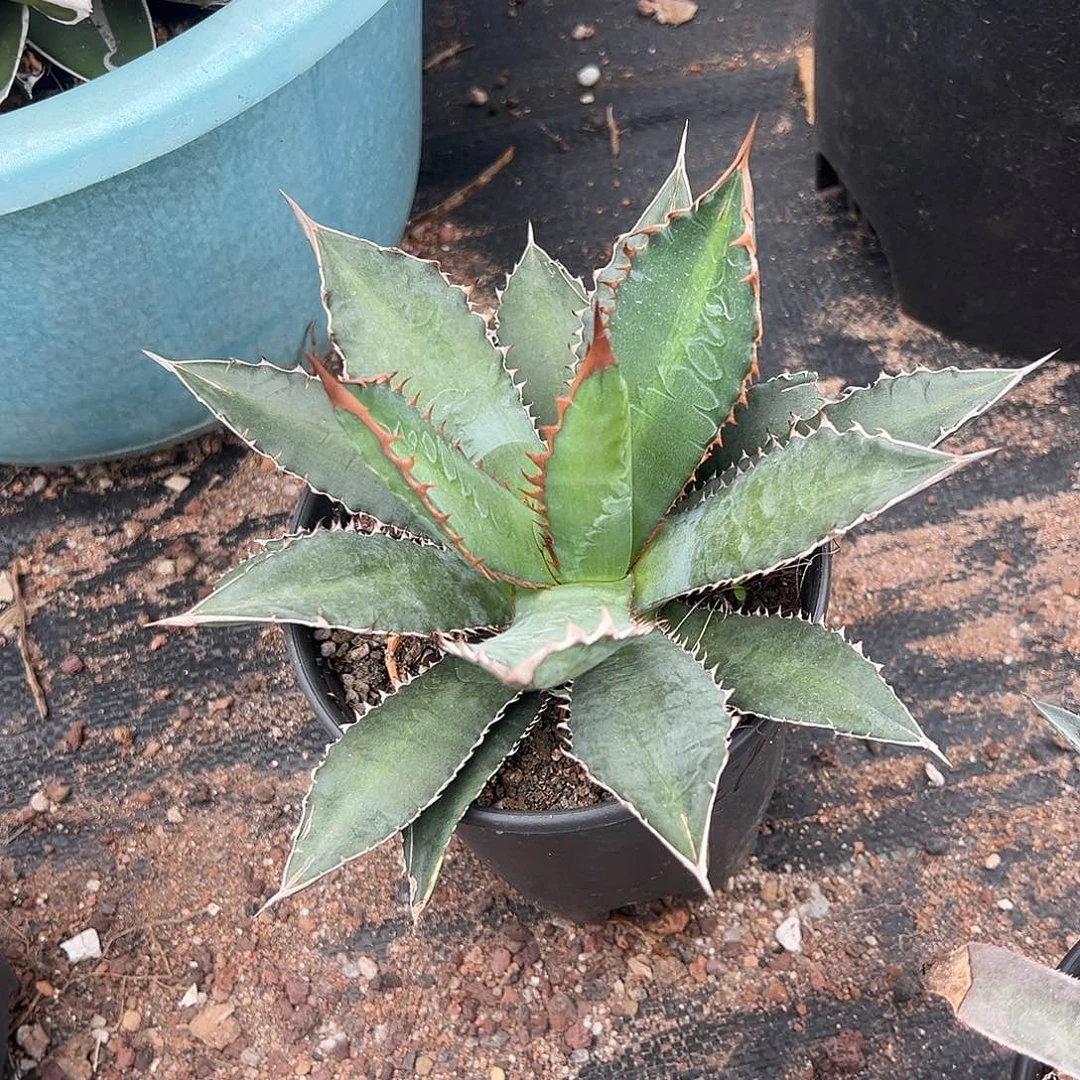 万代炎龙仁王冠龙舌兰