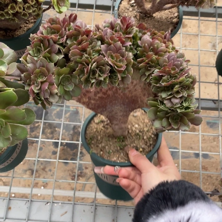 多肉多味又可防蚊香