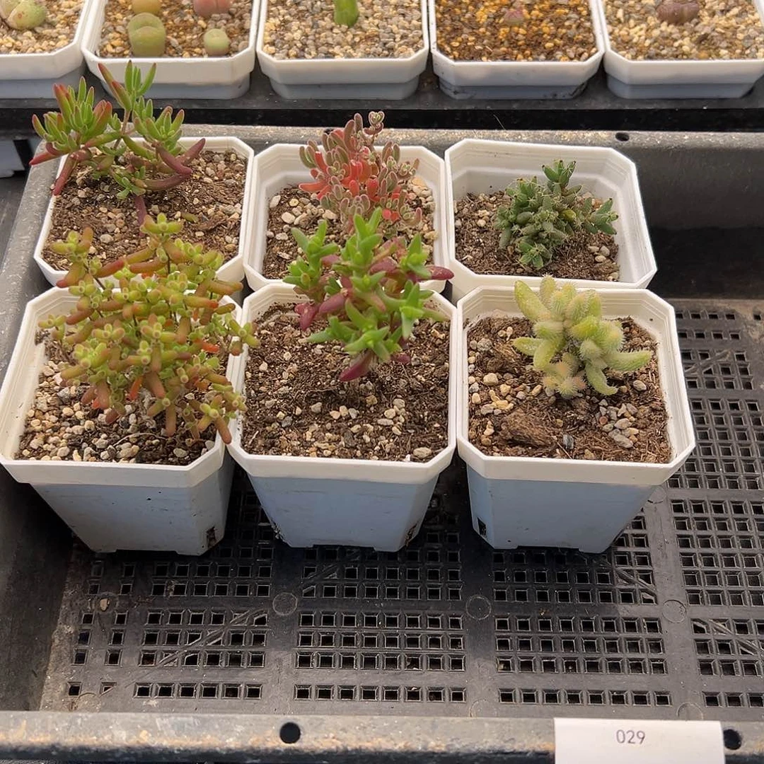 29号枝干新手套餐6颗12.3多肉