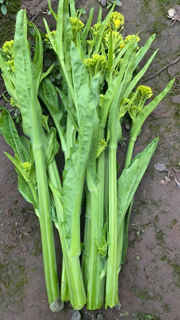 冲菜苔 做冲鼻子菜 乡村土货 山货 鲜摘