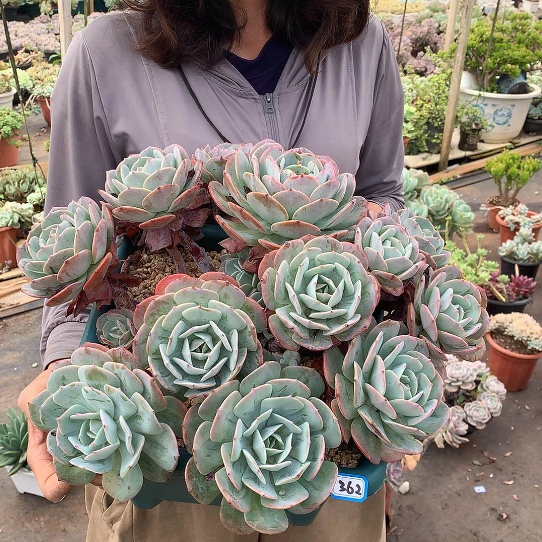 362台阁 一物一拍多肉