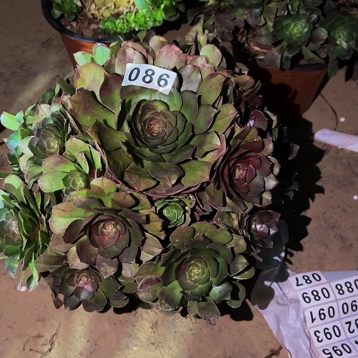 086花月夜多肉植物处理不售后