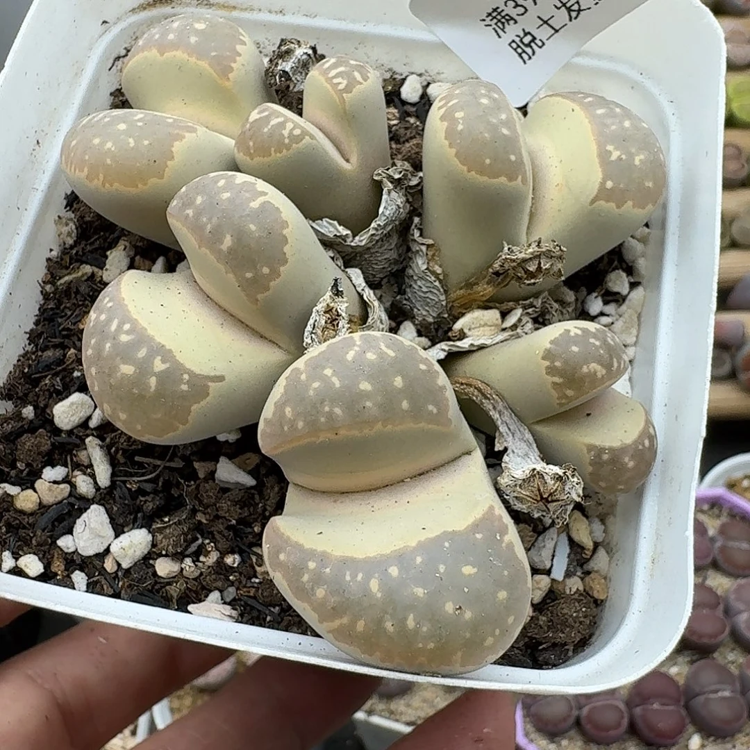 546多肉哈哈哈哈哈哈哈