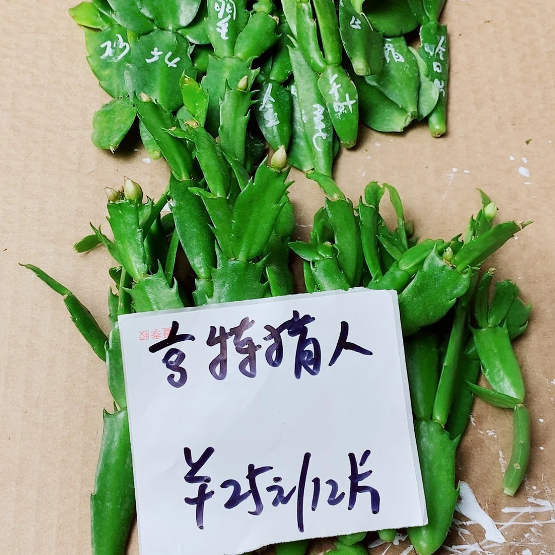 无花朵亨特猎人叶片福利12片