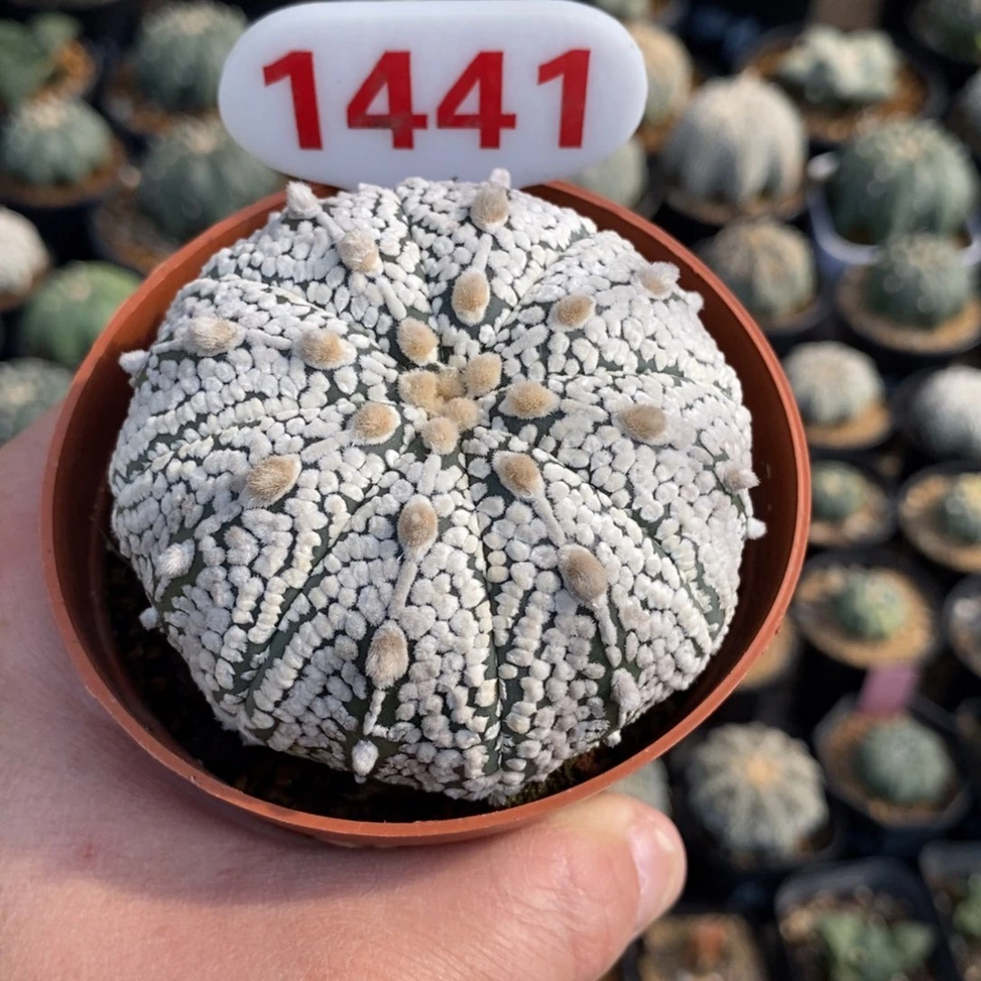 1441浓白连线超兜