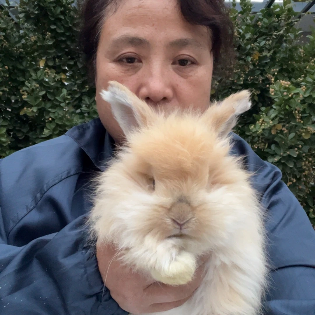 双血统英系安拉兔子