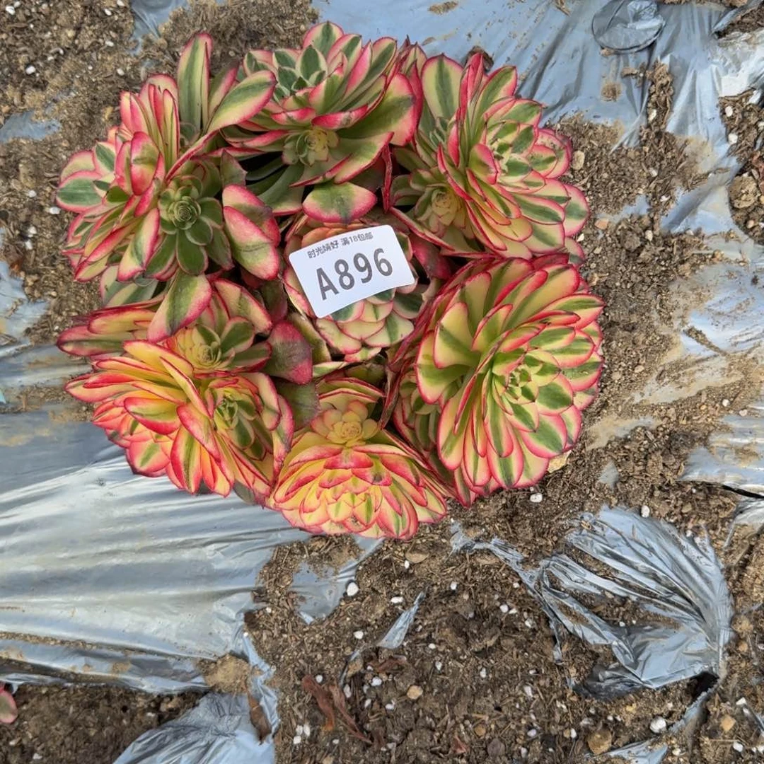 896荔枝 多肉植物