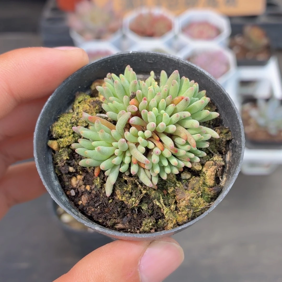 小盆晶珊瑚多肉9.9包邮发货