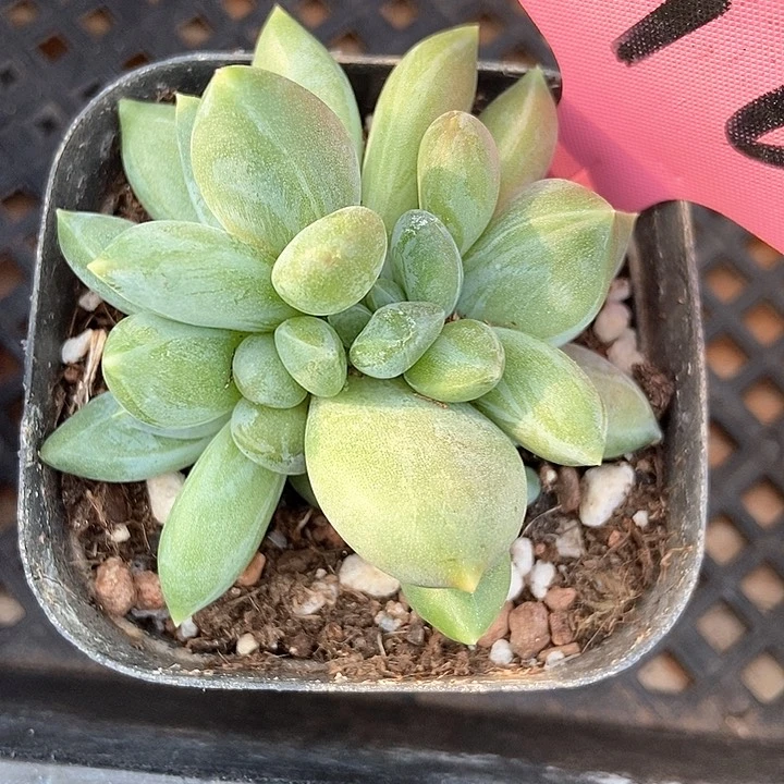 多肉植物彩体重楼3164