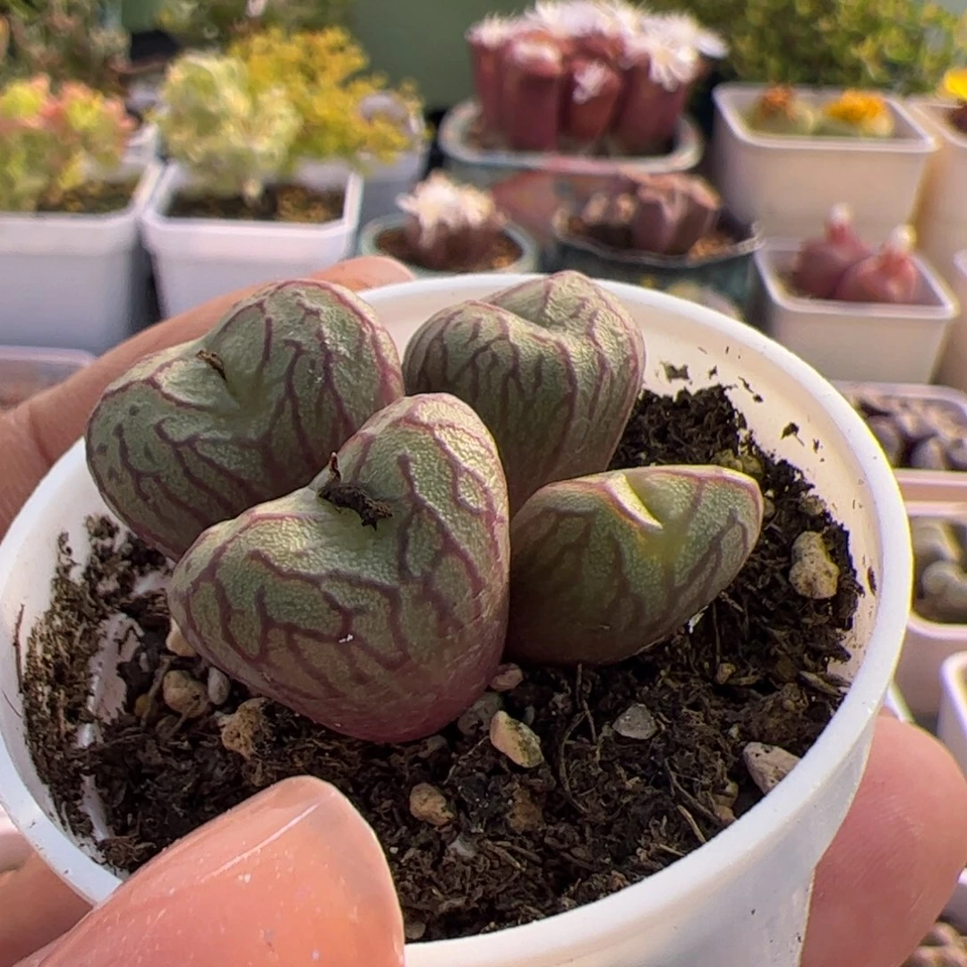 多肉植物肉锥火炬杂送奶工