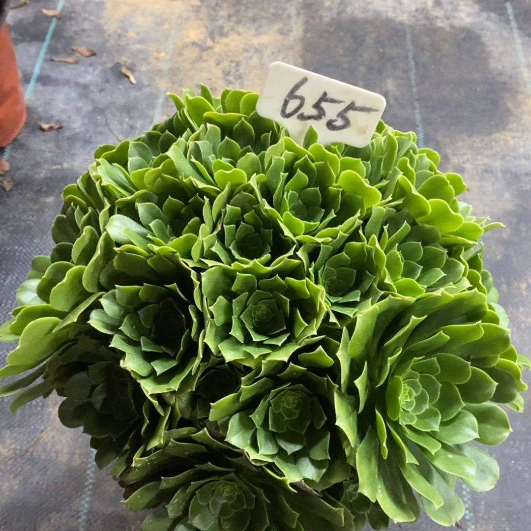 红陶656绿玫瑰一物一拍