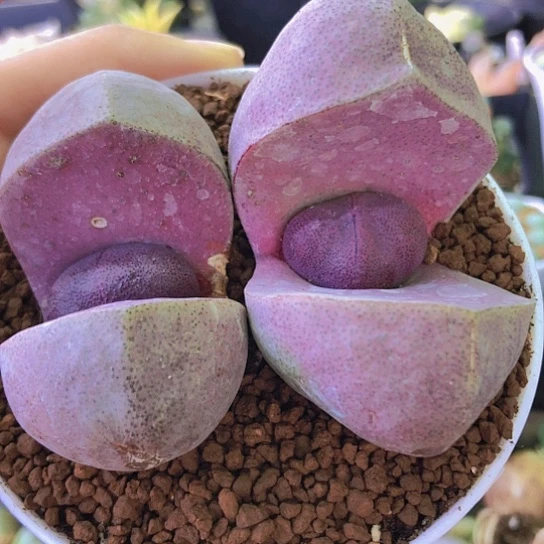 无花朵1346，6-6.6厘米微瑕老皮