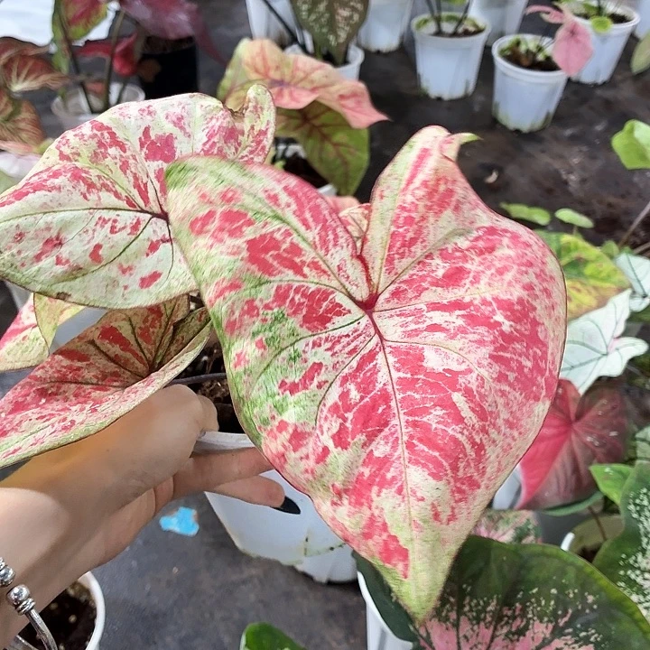 一***猫无花朵666754567877