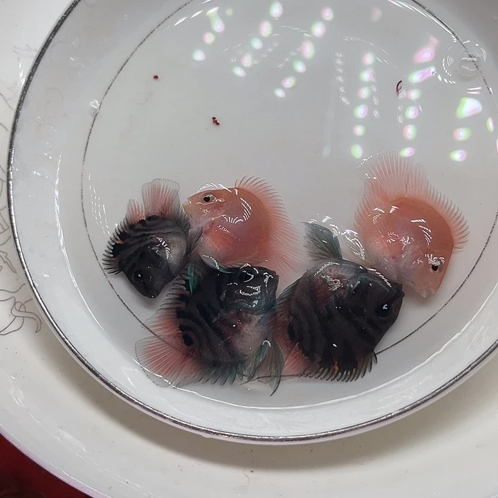 鹦鹉鱼迷你鹦鹉鱼