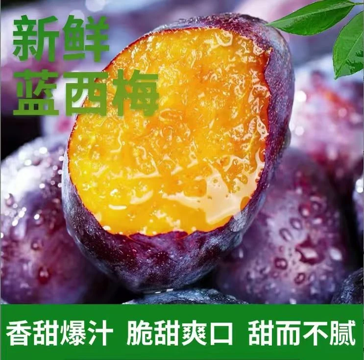 【辛平优选】正宗四川汉源高山西梅新鲜现摘现发HH